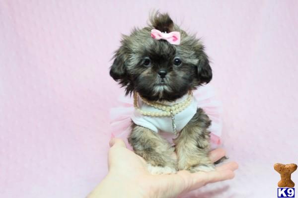 lvpuppyheaven Picture 1